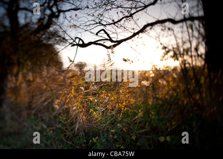 Eiche im Süden Walsham Broads Norfolk Stockfoto