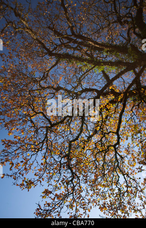 Eiche im Süden Walsham Broads Norfolk Stockfoto