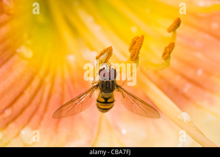 Hoverfly auf gelbe Taglilien Blüten in Nahaufnahme nach Regenfällen Stockfoto
