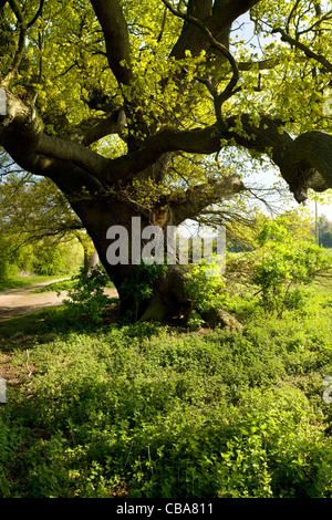 Leuchtend grüne Eiche Hempnall Norfolk Stockfoto