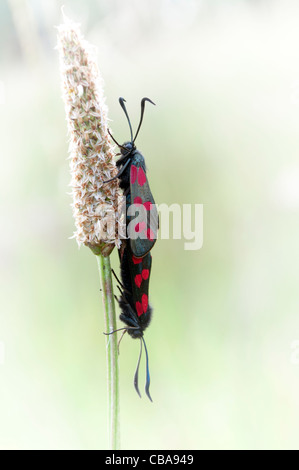 Paarung zweier sechs spot Burnet Motten gemeinsamen Tag fliegen Motten Stockfoto