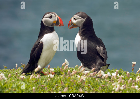 Zwei Papageientaucher unter Weisse Lichtnelke auf Skomer island Pembrokeshire Wales UK Stockfoto