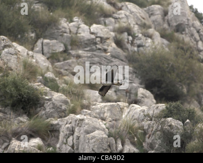 Bonellis Eagle Hieraaetus Fasciatus Erwachsenen während des Fluges neben Berg Ronda Spanien Stockfoto