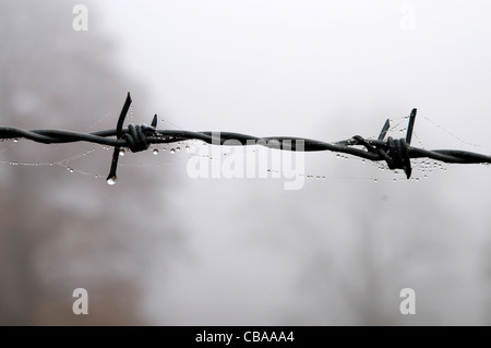 Ein Stück Stacheldraht an einem kalten Wintern Morgen, Lincolnshire, UK Stockfoto