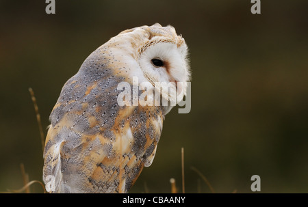Schleiereule fotografiert n der Mitte des Herbstes farbige Vegetation an einem Hügel in der Nähe von Loughborough, Leicestershire in England, USA Stockfoto