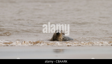 Seehunde und Kegelrobben Herumspielen fotografiert am Strand von Donna Nook, Küste von Lincolnshire, England, Großbritannien. Stockfoto