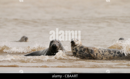 Seehunde und Kegelrobben Herumspielen fotografiert am Strand von Donna Nook, Küste von Lincolnshire, England, Großbritannien. Stockfoto