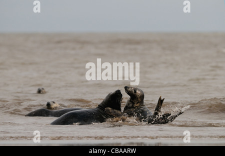 Seehunde und Kegelrobben Herumspielen fotografiert am Strand von Donna Nook, Küste von Lincolnshire, England, Großbritannien. Stockfoto