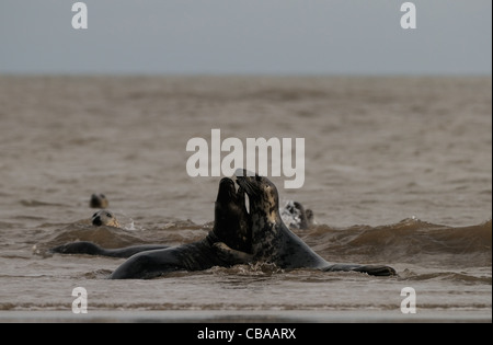 Seehunde und Kegelrobben Herumspielen fotografiert am Strand von Donna Nook, Küste von Lincolnshire, England, Großbritannien. Stockfoto