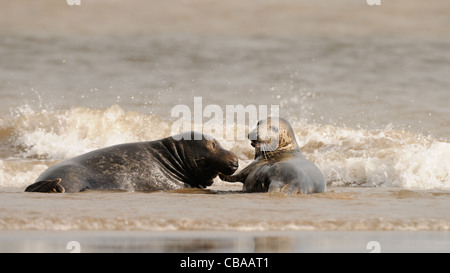 Seehunde und Kegelrobben Herumspielen fotografiert am Strand von Donna Nook, Küste von Lincolnshire, England, Großbritannien. Stockfoto