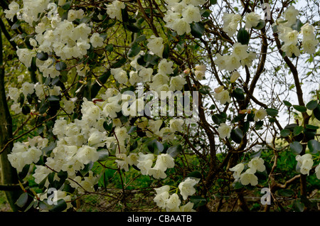 Rhododendron-Mondstein in Ray Holz im Castle Howard Stockfoto