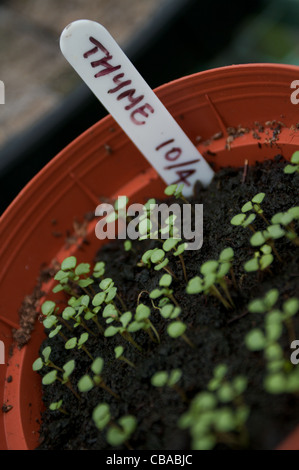 Nahaufnahme von Thymian Sämlinge mit einem handschriftlichen Stecketikett. Stockfoto