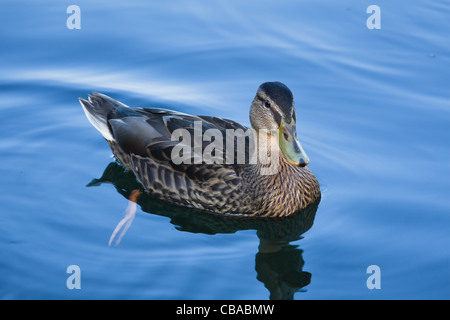 Weibliche Stockente auf dem Wasser. Stockfoto