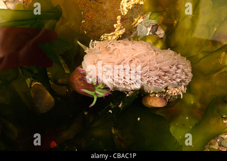 Gemeinsamen grauen Seaslug (Aeolidia Papillosa) Essen eine Snakelocks Anemone (Anemonia Viridis) in einem Rockpool, UK Stockfoto