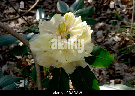 Rhododendron Hawk Jervis Bay X Idealist in Ray Holz im Castle Howard Stockfoto