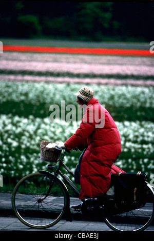 Holland. Tulpenfelder zwischen Bennebroek und Heemstede.  Typische holländische Frau auf ihrem Fahrrad. Stockfoto