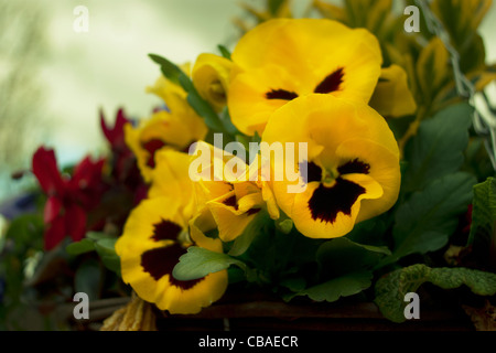Ein Blick auf Stiefmütterchen in eine Blumenampel in North London England UK zu sehen. Stockfoto