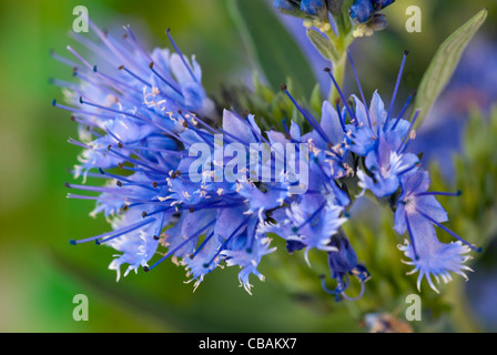 Caryopteris 'Heavenly Blue' Stockfoto