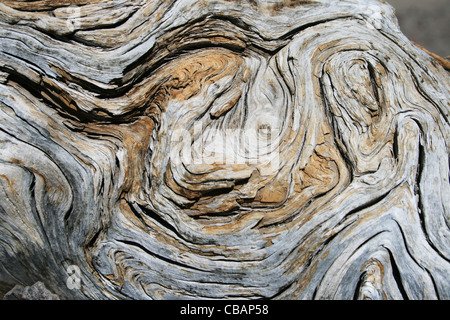 Abplatzungen, wirbelte Kiefer Holzmaserung Hintergrundtextur aufteilen Stockfoto