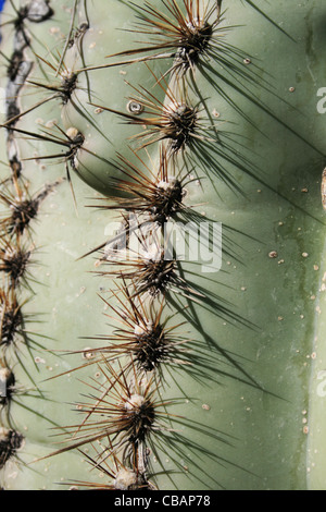 Saguaro-Kaktus (Carnegiea Gigantea)-detail Stockfoto