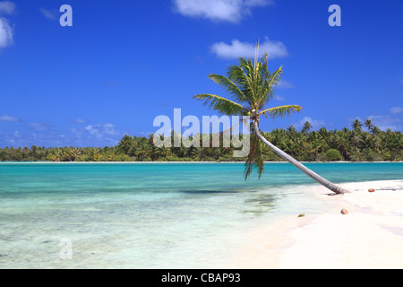 Einsame Palme auf traumhafte Insel im Südpazifik umgeben von türkisfarbenem Wasser. Stockfoto