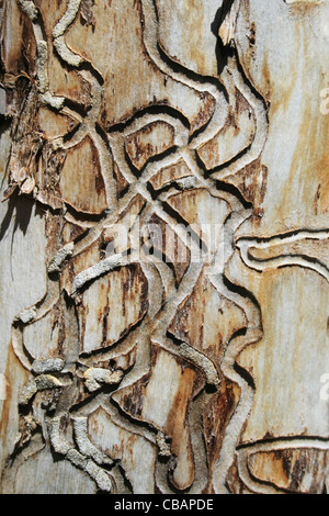 Tracks aus Holz Bohrer auf tot Espenbaum Stamm Stockfoto