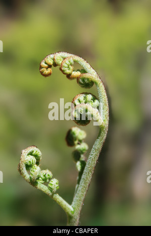 Makro von einem Farn Farnwedel Öffnung im Frühjahr Stockfoto