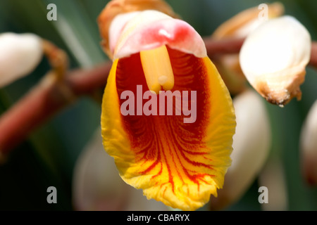 Shell-Ingwer (Alpinia Zerumbet) Stockfoto