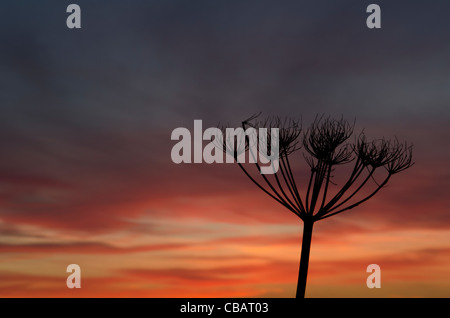 Ein abgebrannter Samenkapsel Silhouette von einem Sonnenuntergang Himmel auf dem Radweg in der Nähe von Beckermet, Cumbria, England, UK Stockfoto