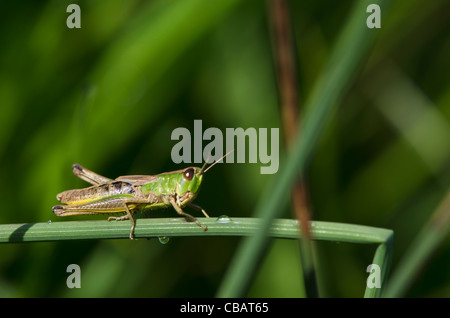 Heuschrecke auf einer gebogenen Klinge lange Gras auf einer Wiese. Tautropfen sind sichtbar auf dem Rasen. Stockfoto