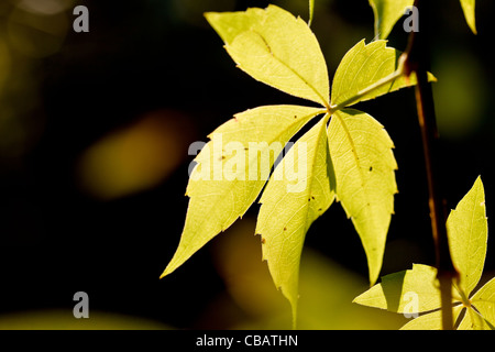 Gelbes Blatt in warmes Licht Stockfoto