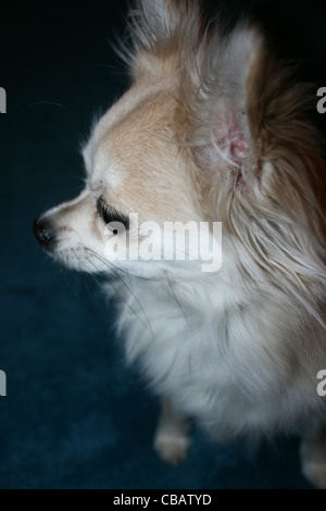 Langhaar Chihuahua oder mexikanische Hund Stockfoto