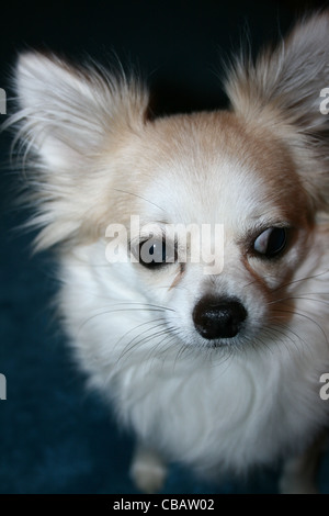 Langhaar Chihuahua oder mexikanische Hund hautnah Stockfoto