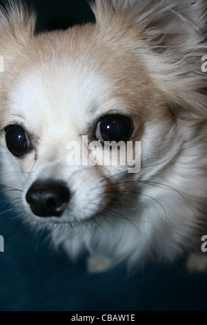 Langhaar Chihuahua oder mexikanische Hund hautnah. Stockfoto