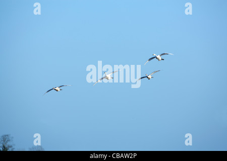 Zwergschwäne (Cygnus Columbianus Bewickii). Angezogen durch weggeworfene Spitzen der geernteten Zuckerrüben über Land. Norfolk. Stockfoto