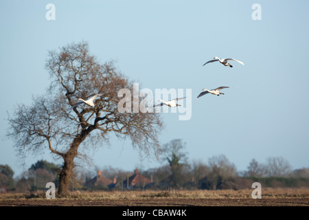 Zwergschwäne (Cygnus Columbianus Bewickii). Angelockt durch weggeworfene Spitzen der kürzlich geernteten Zuckerrüben. Stockfoto