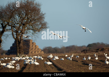 Zwergschwäne (Cygnus Columbianus Bewickii). Von angezogen und Fütterung auf den ausrangierten Gipfeln der kürzlich geernteten Zuckerrüben. Stockfoto