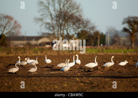 Zwergschwäne (Cygnus Columbianus Bewickii). Auf kürzlich geernteten Zuckerrüben Feld. Ludham, Norfolk. Stockfoto