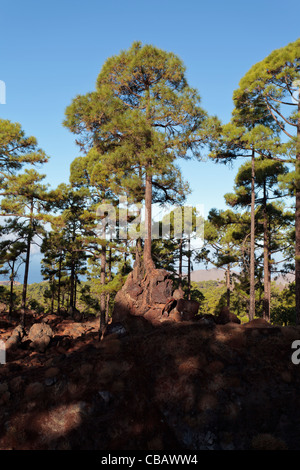 Kanarische Kiefern wachsen aus dem vulkanischen Gestein in der Corona forestal auf etwa 1500 Meter über dem Meeresspiegel auf Teneriffa, ist Kanarienvogel Stockfoto