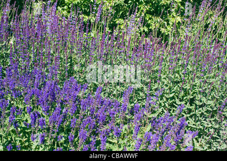 Ein Feld von blühenden Wald Salbei Stockfoto