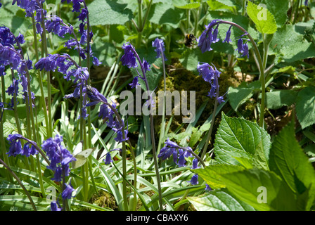 Englische Glockenblumen auf dem Waldspaziergang in Treganna Castle Hotel Estate, St Ives Cornwall England UK Stockfoto