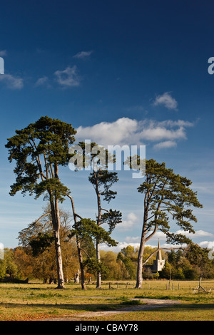 Fernblick über ein Feld mit einem Stand von Schotten Kiefern, der Turm der All Saints Church in Down Ampney Stockfoto