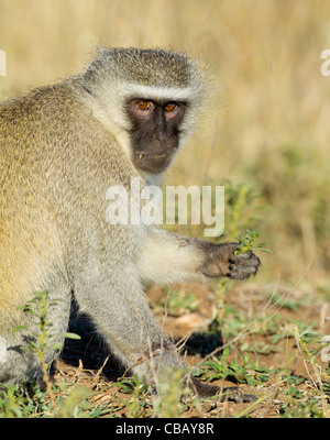 Vervet Affe (Chlorocebus Pygerythrus) Stockfoto