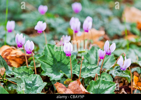 Lila Herbst blühenden Alpenveilchen (Cyclamen Hederifolium) auf gemusterte grünen Blättern Stockfoto