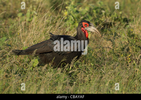 Südliche Hornrabe (Bucorvus Leadbeateri) Stockfoto