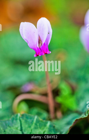 Lila Herbst blühenden Alpenveilchen (Cyclamen Hederifolium) auf gemusterte grünen Blättern Stockfoto