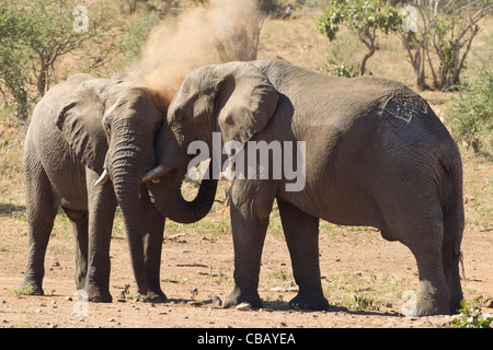 Afrikanischer Elefant baden in den Staub (Loxodonta Africana) Stockfoto