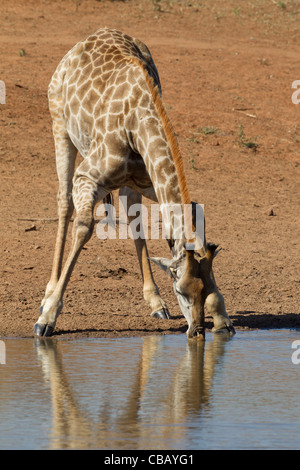 Giraffe trinken an einem Damm (Giraffa Giraffe) Stockfoto
