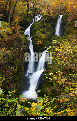 Stock Ghyll Kraft Wasserfall am Stock Ghyll Holz im Herbst voller Farbe, Ambleside, Lake District, Cumbria, UK Stockfoto