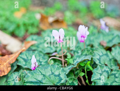 Lila Herbst blühenden Alpenveilchen (Cyclamen Hederifolium) auf gemusterte grünen Blättern Stockfoto